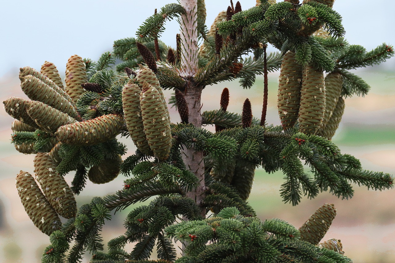 cones male female free photo