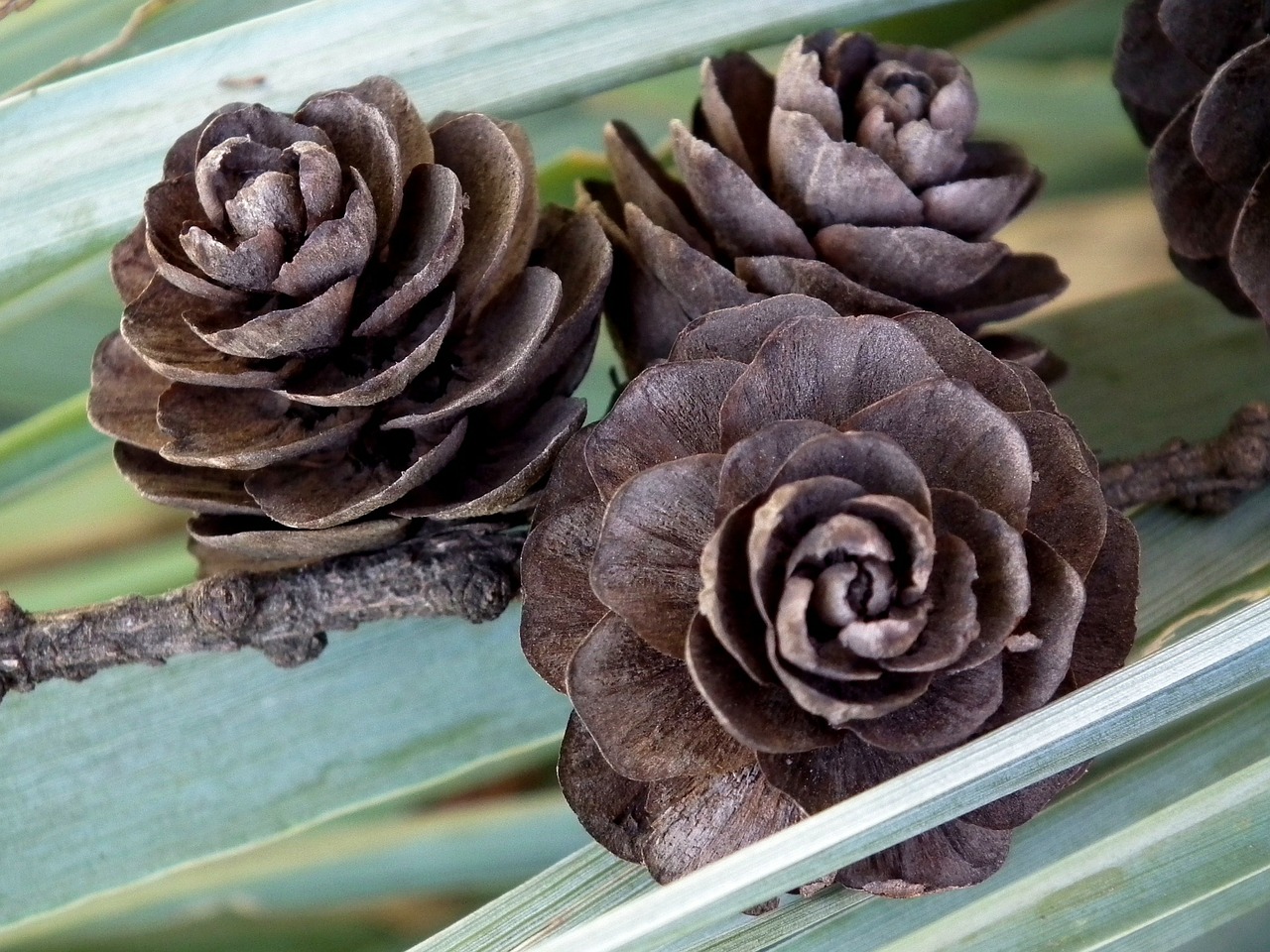 cones brown forest free photo