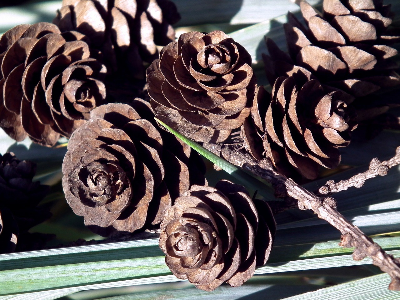 cones brown forest free photo