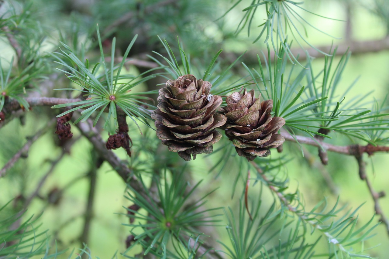 cones larch nature free photo