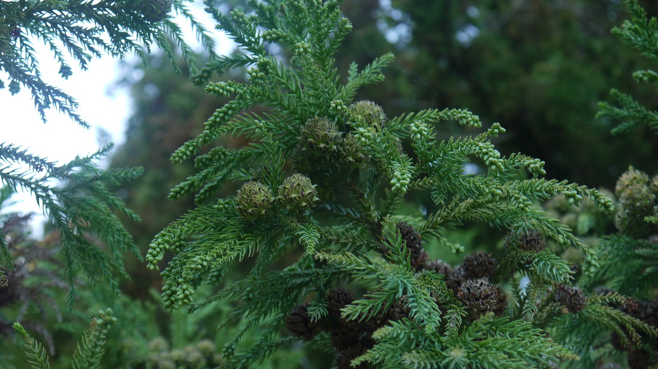 cones  spruce  needles free photo