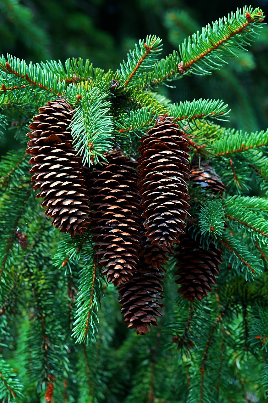 cones  forest  twigs free photo