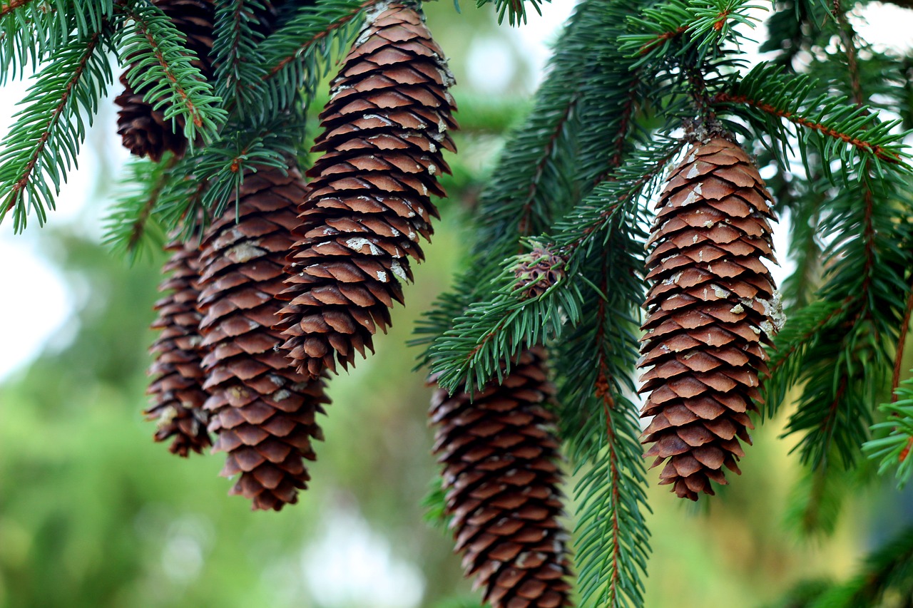 cones  needle rollers  christmas tree free photo