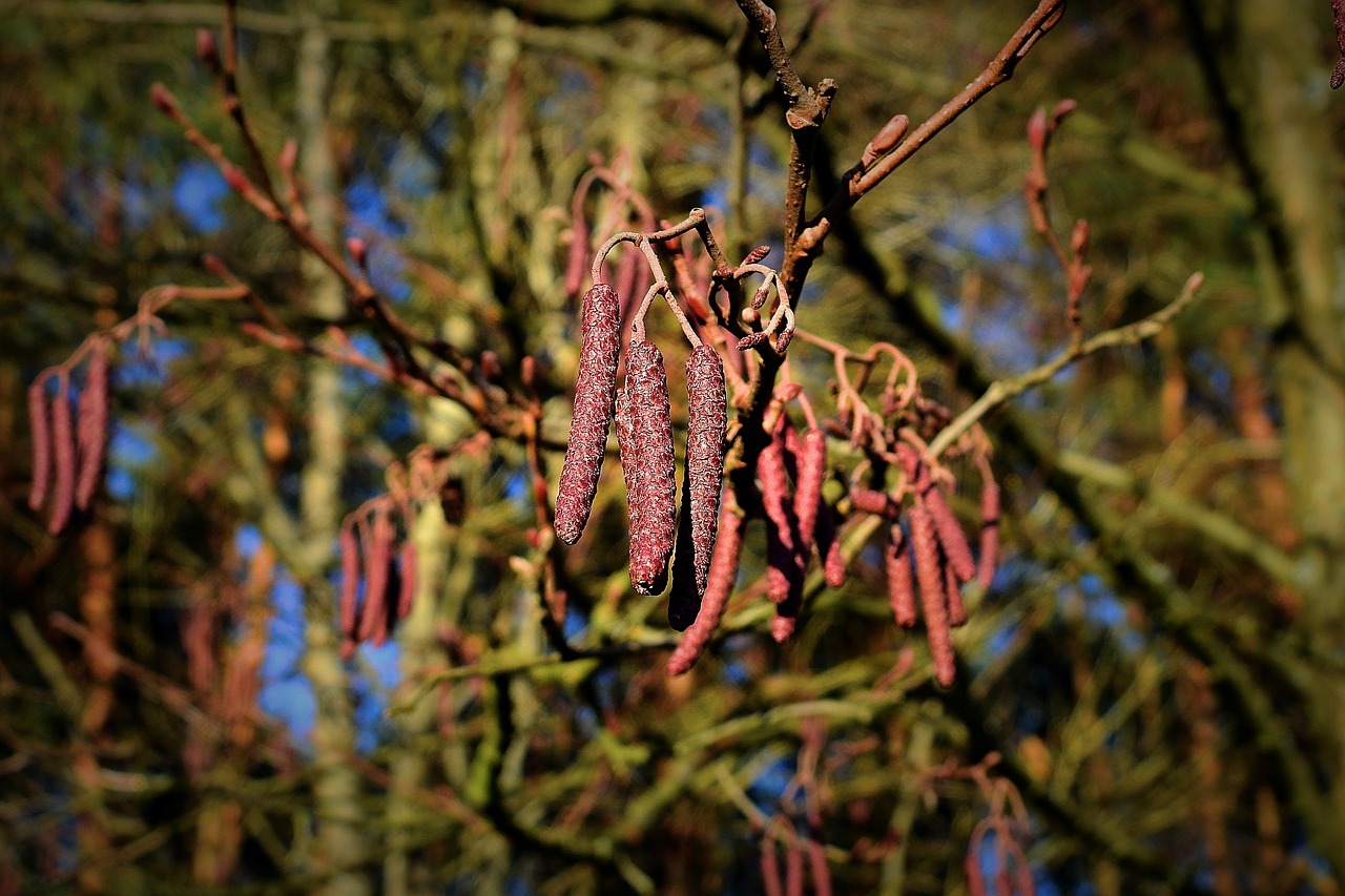 cones  tree  forest free photo