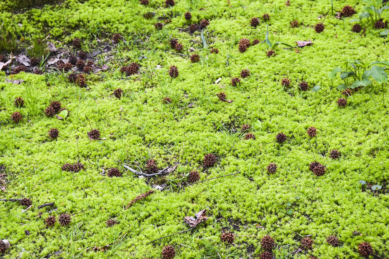 cones  moss  swamp free photo