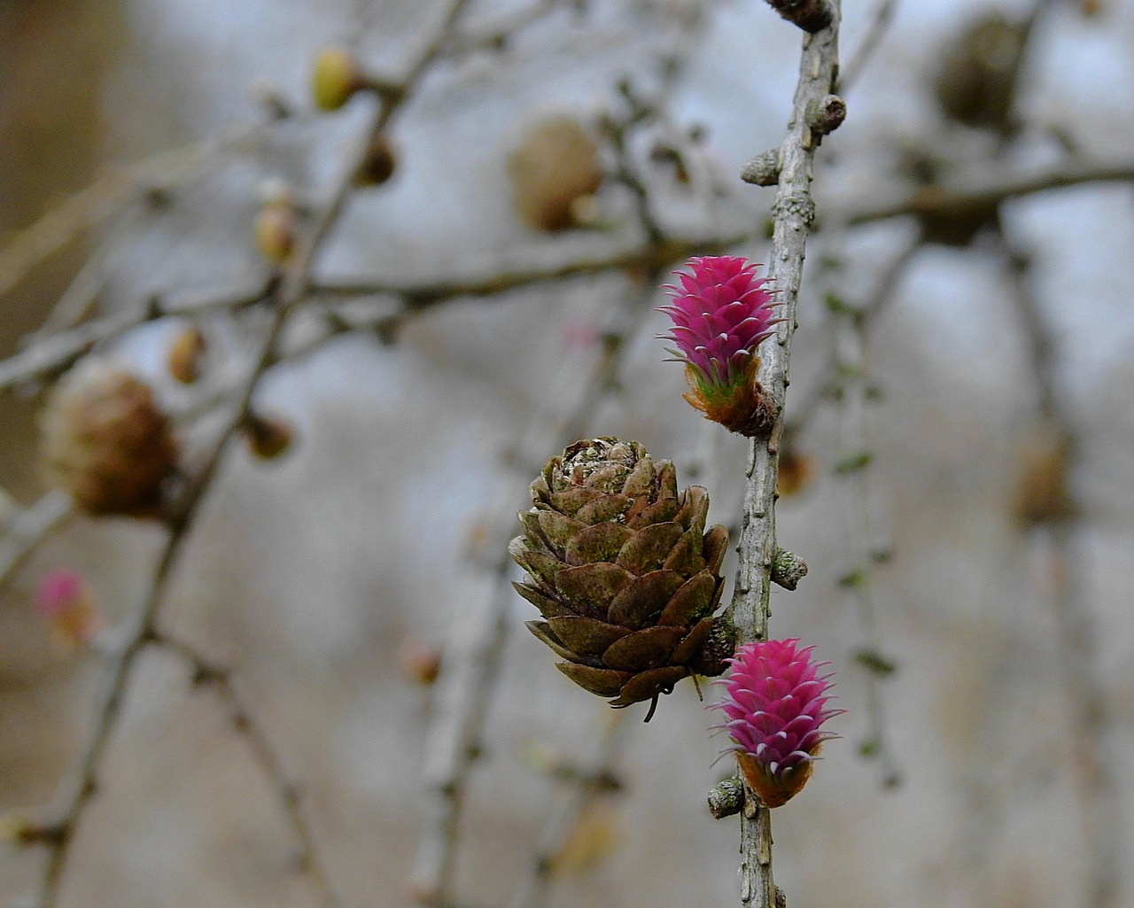 cones  spring  flowering free photo