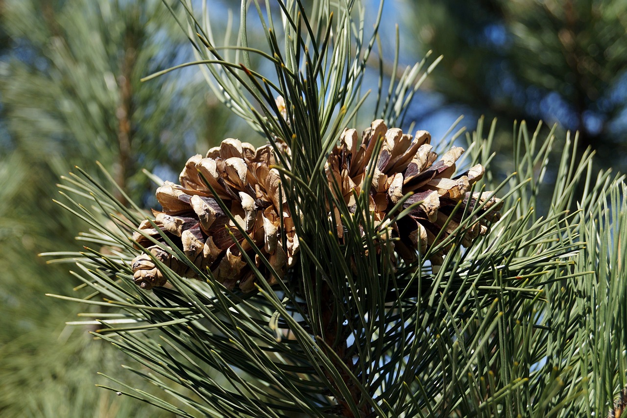 cones forest evergreen tree free photo