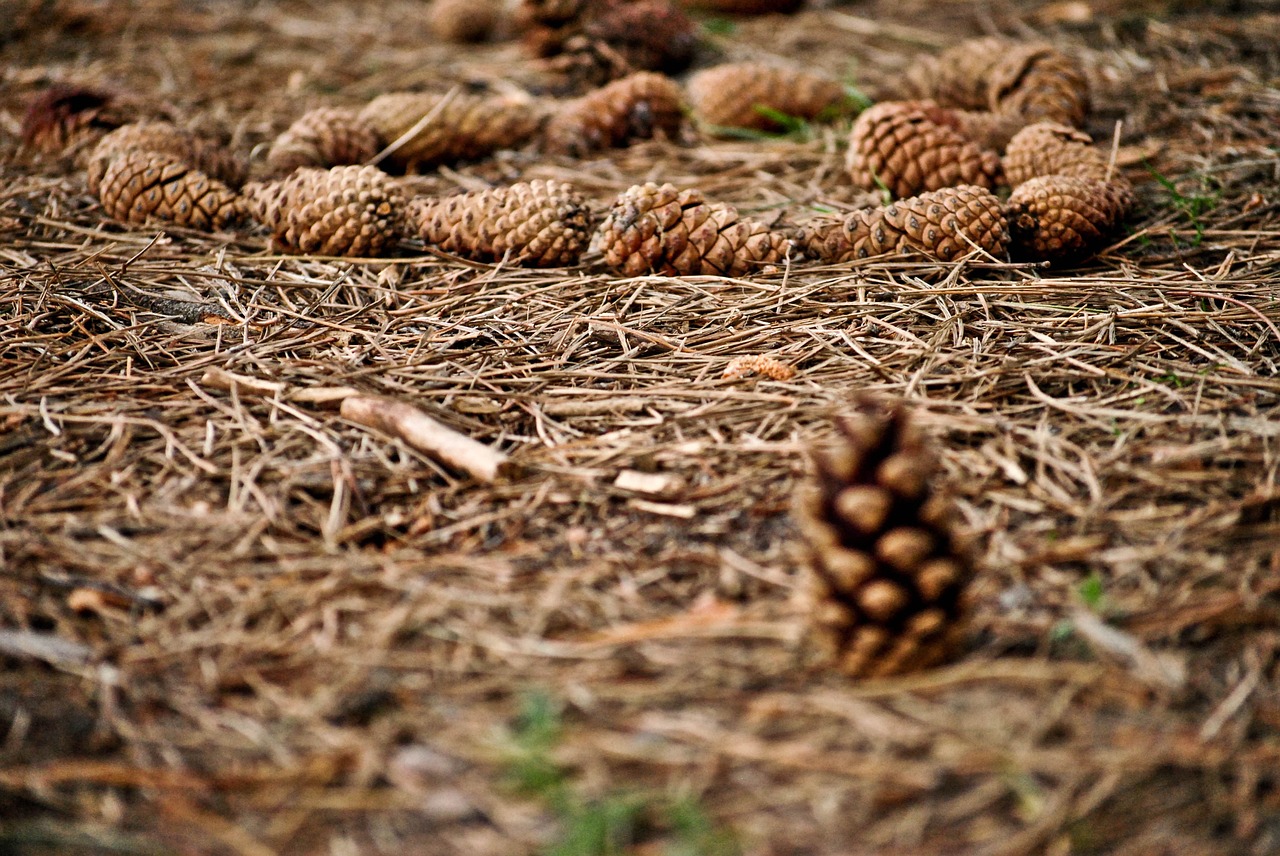 cones forest autumn free photo