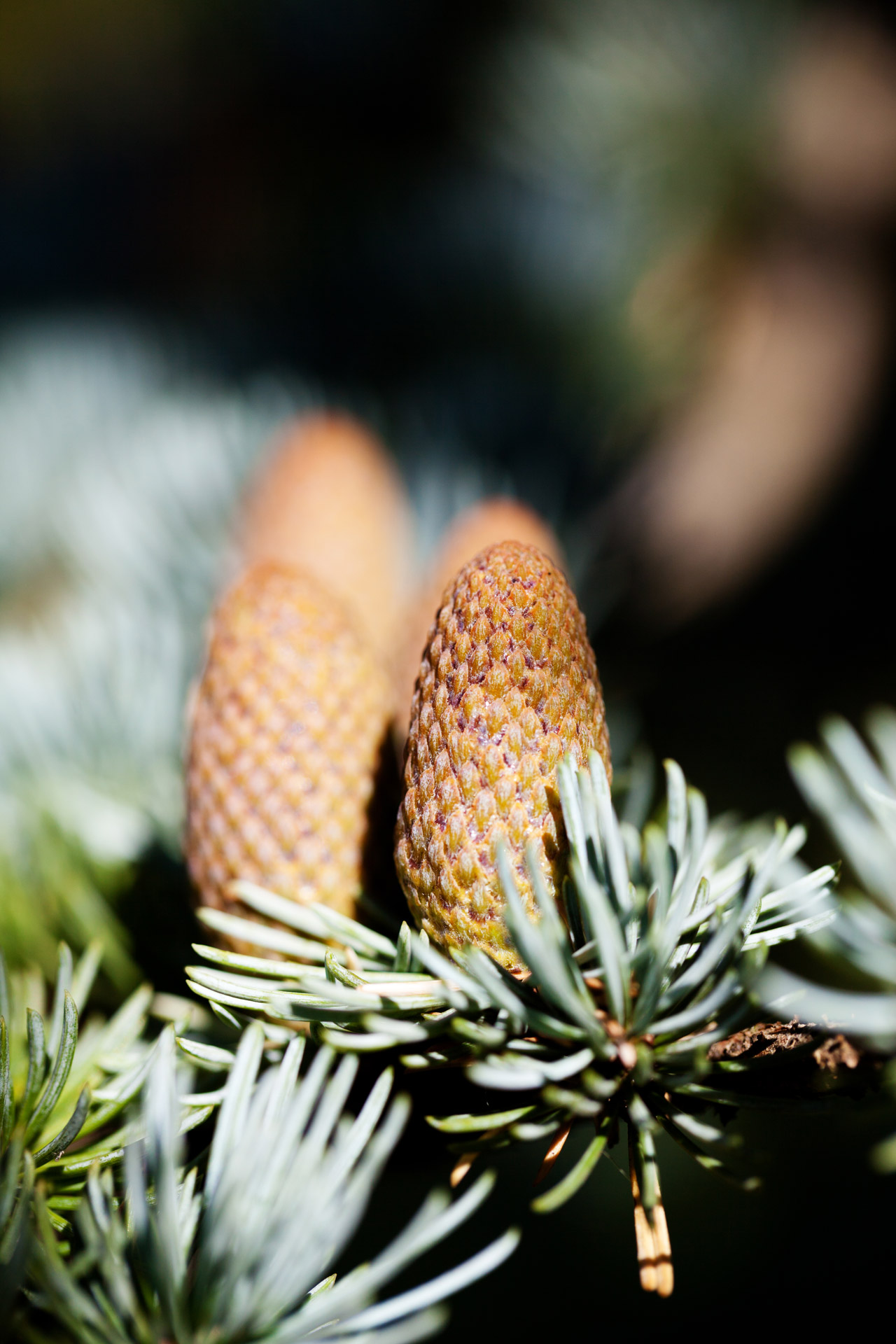 branch brown cone free photo