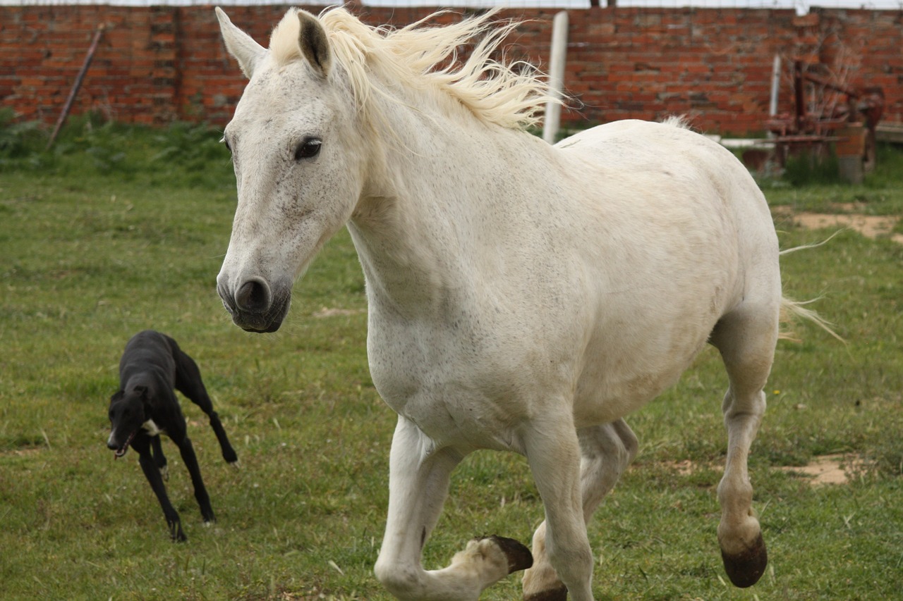 confectioner gallop greyhound free photo