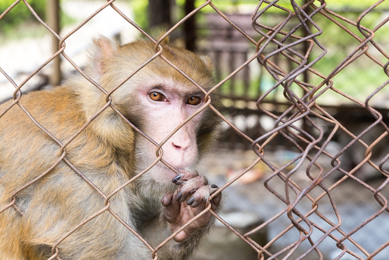 confined monkey cage free photo