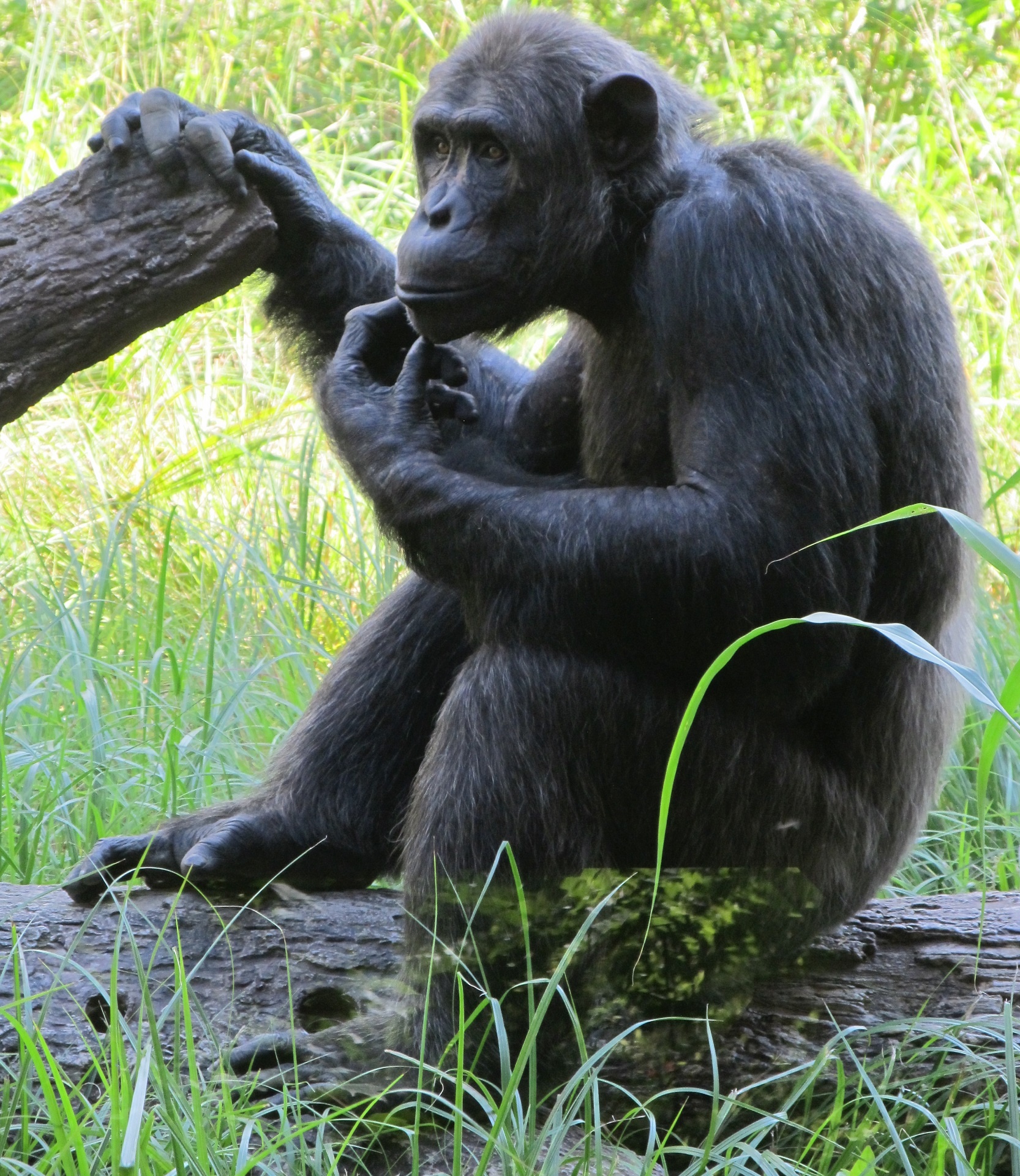chimpanzee monkey chimp free photo