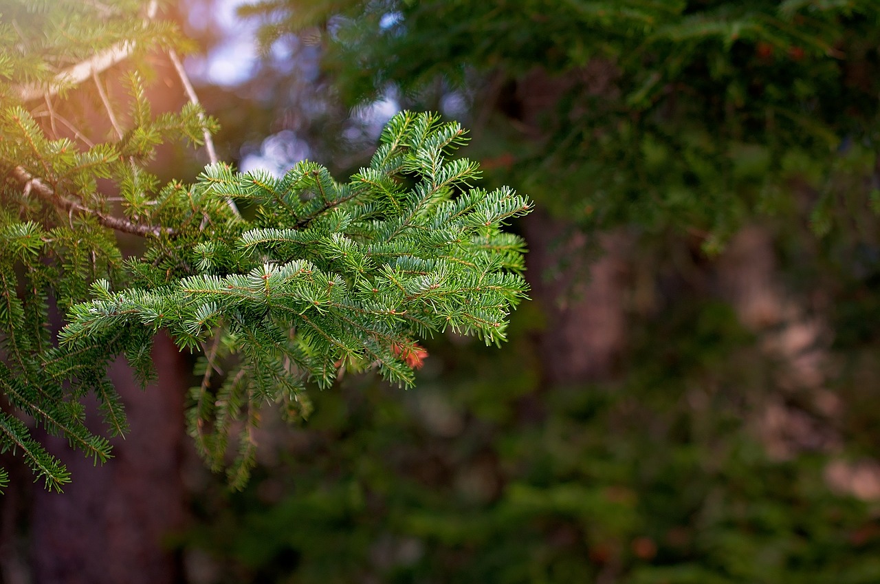 conifer branch nature free photo