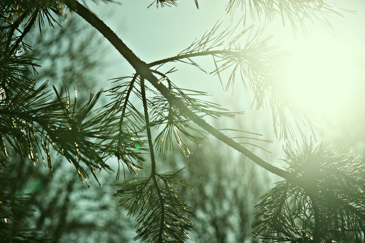 conifer sunshine green free photo