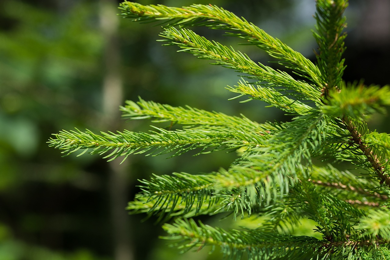 conifer branch needles free photo