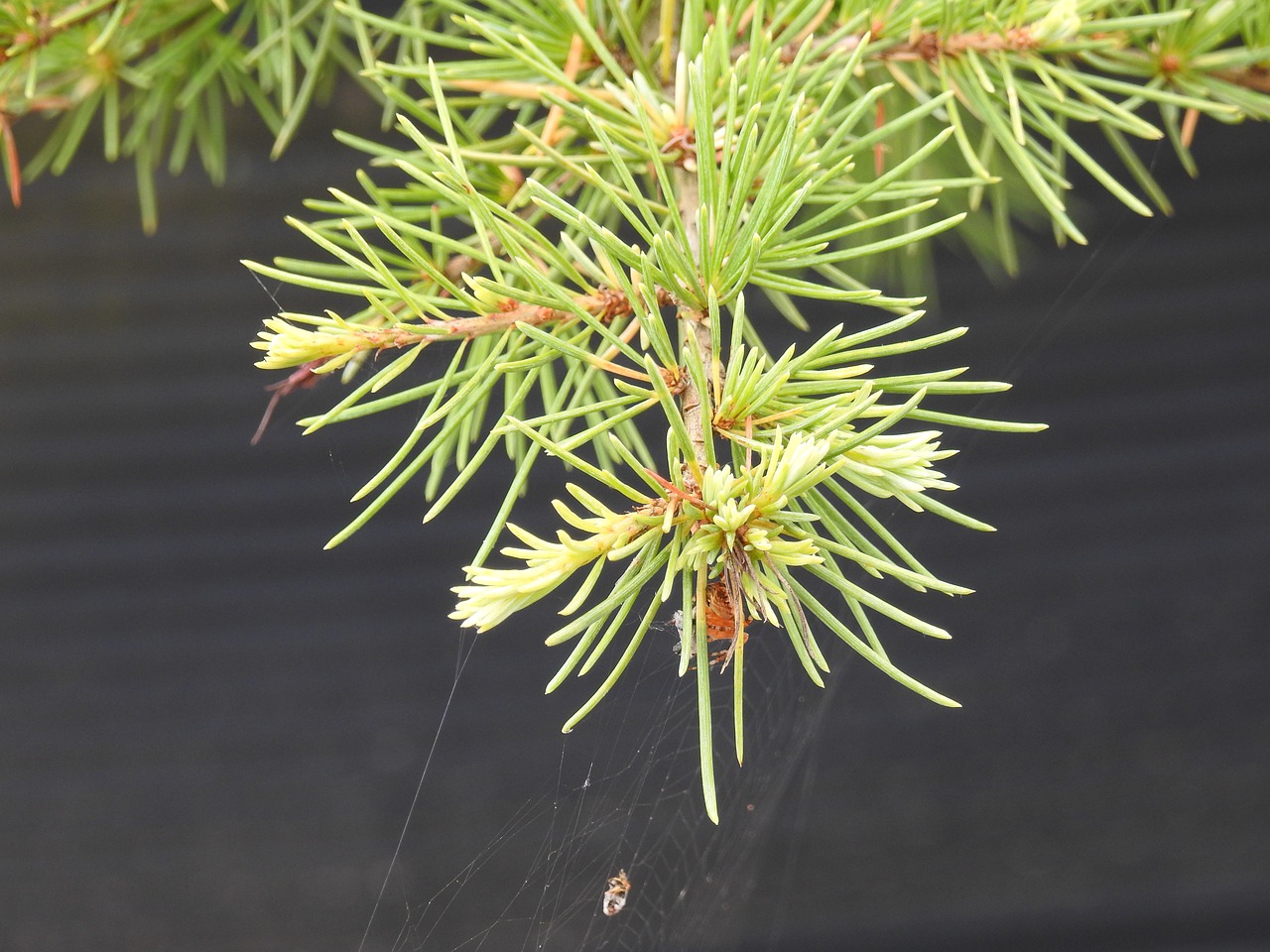 conifer plant branch free photo