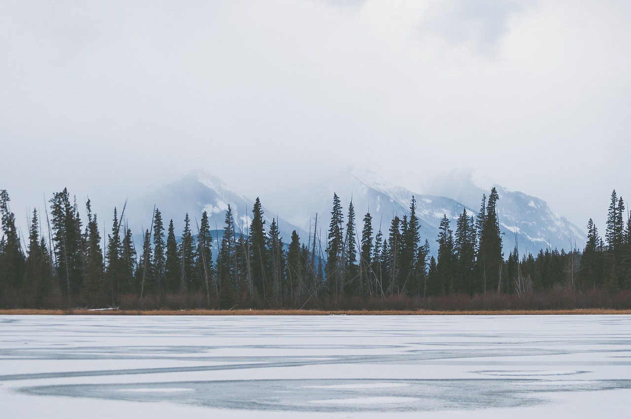 conifer fog ice free photo