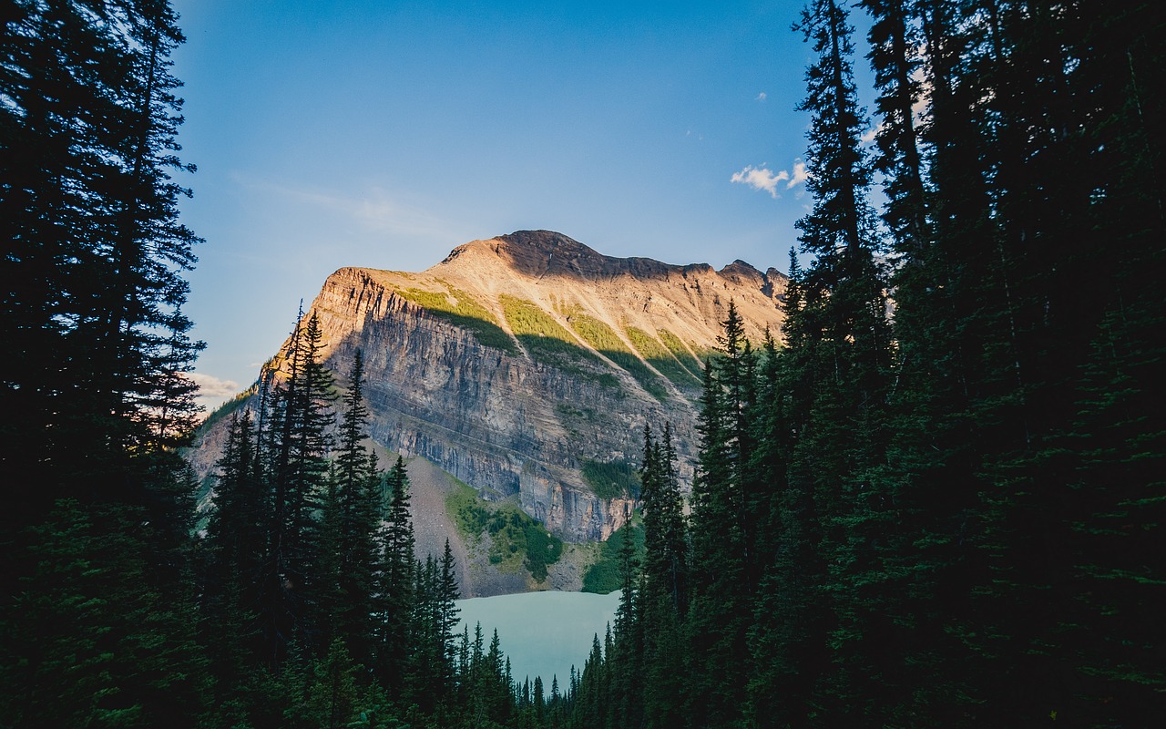 conifer fir trees forest free photo