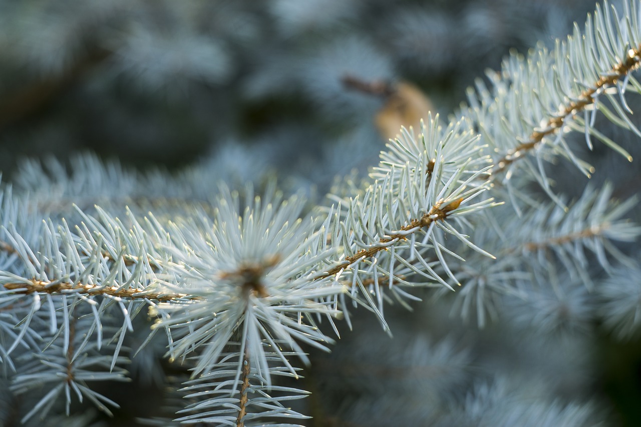 conifer flora pine free photo