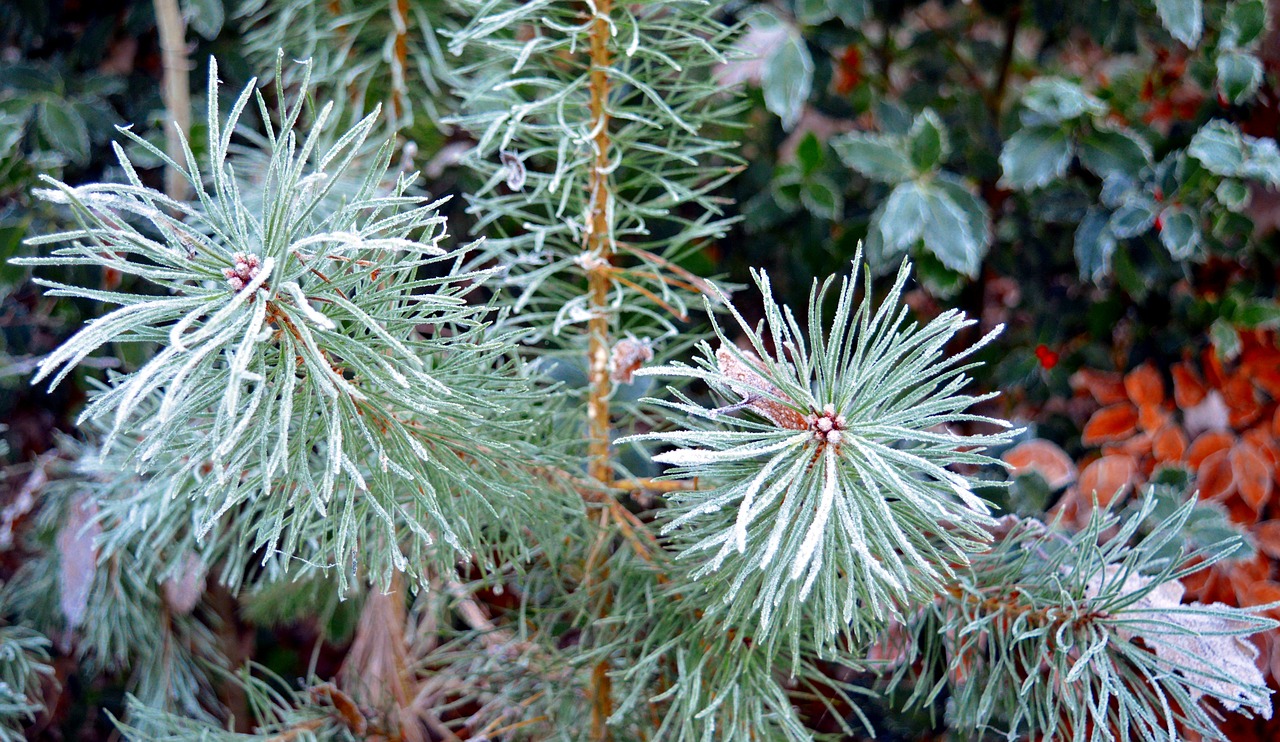 conifer pine nature free photo