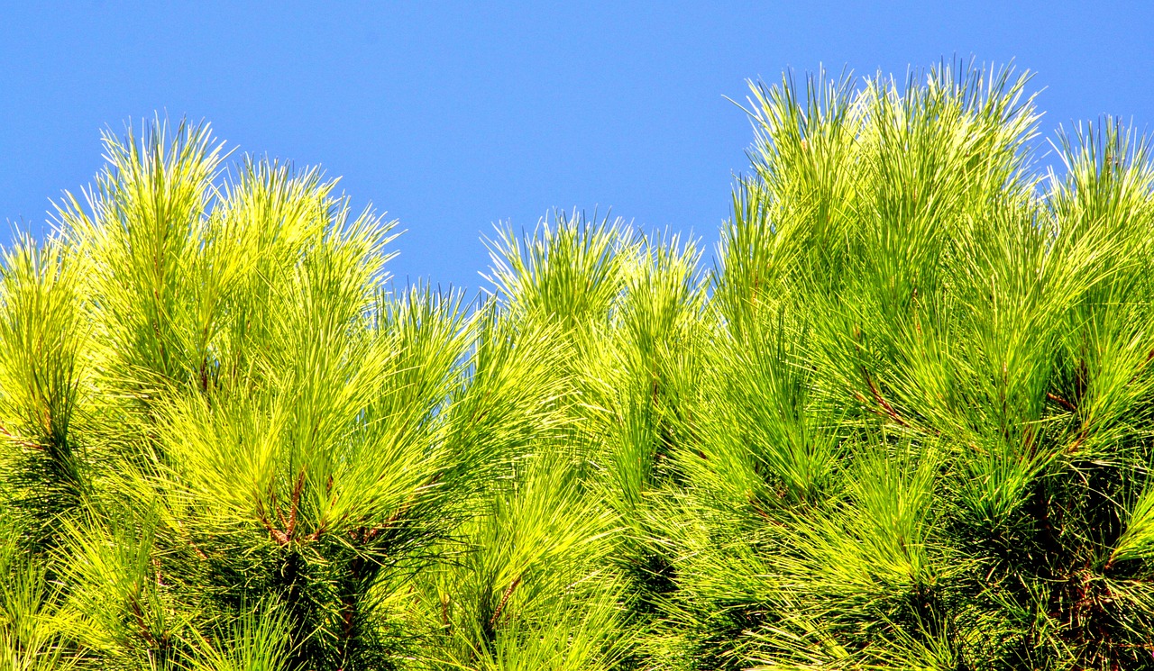 conifer pine needles pine free photo