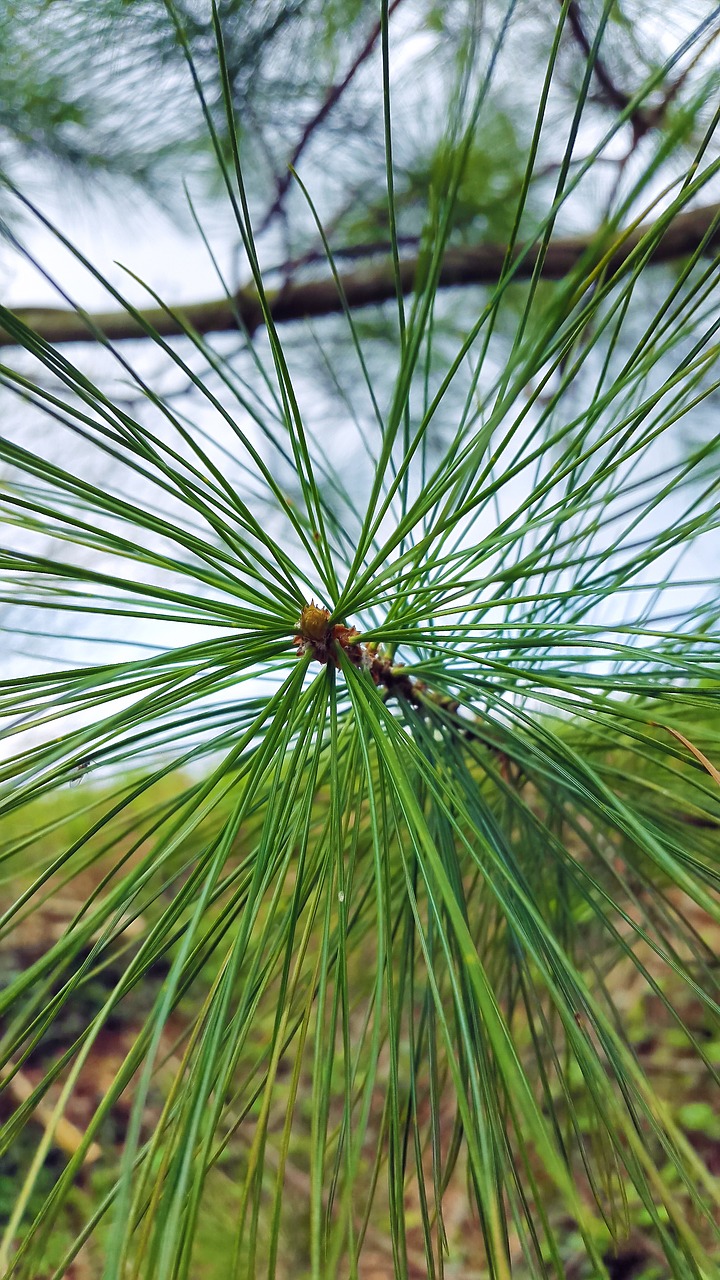conifer needles pine free photo