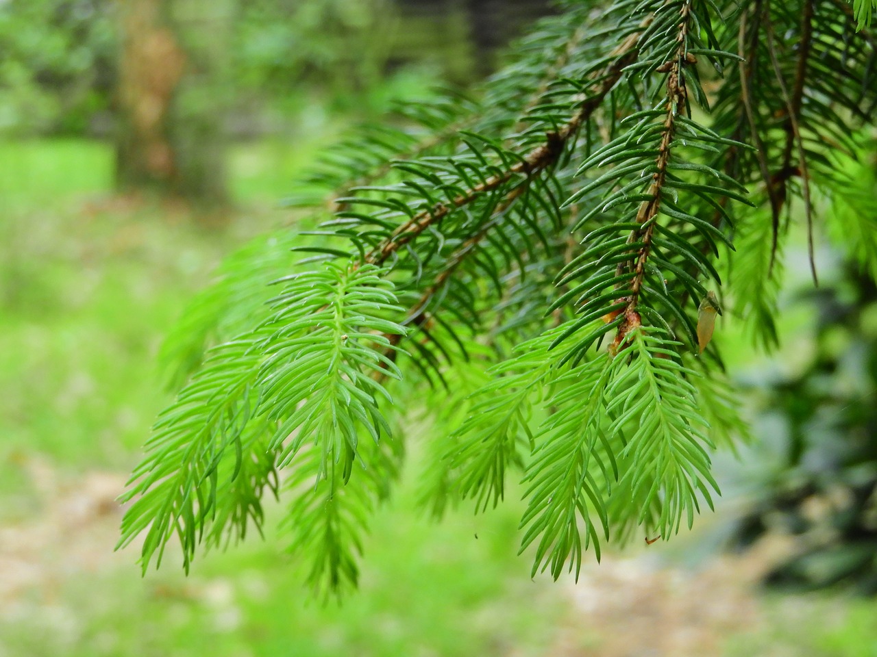 conifer forest green free photo