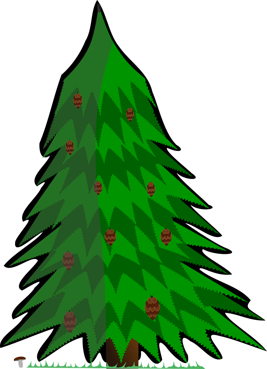 conifer vector tree free photo