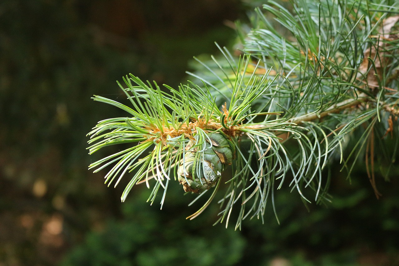 conifer branch needles free photo