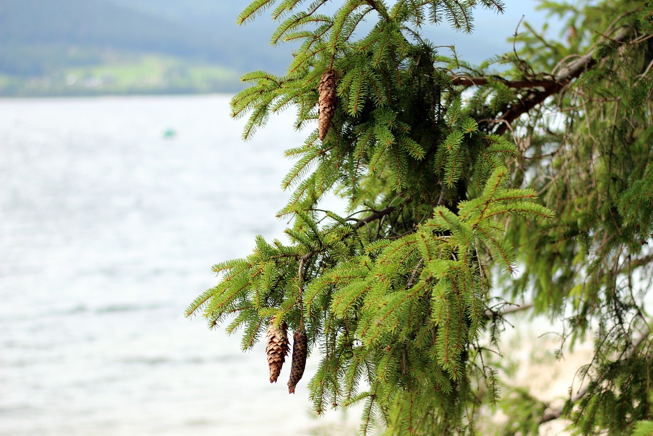 conifer spruce tap free photo