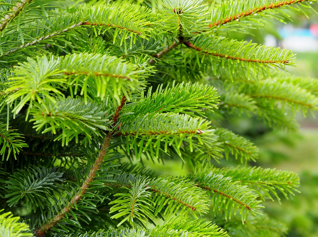 conifer fir green free photo