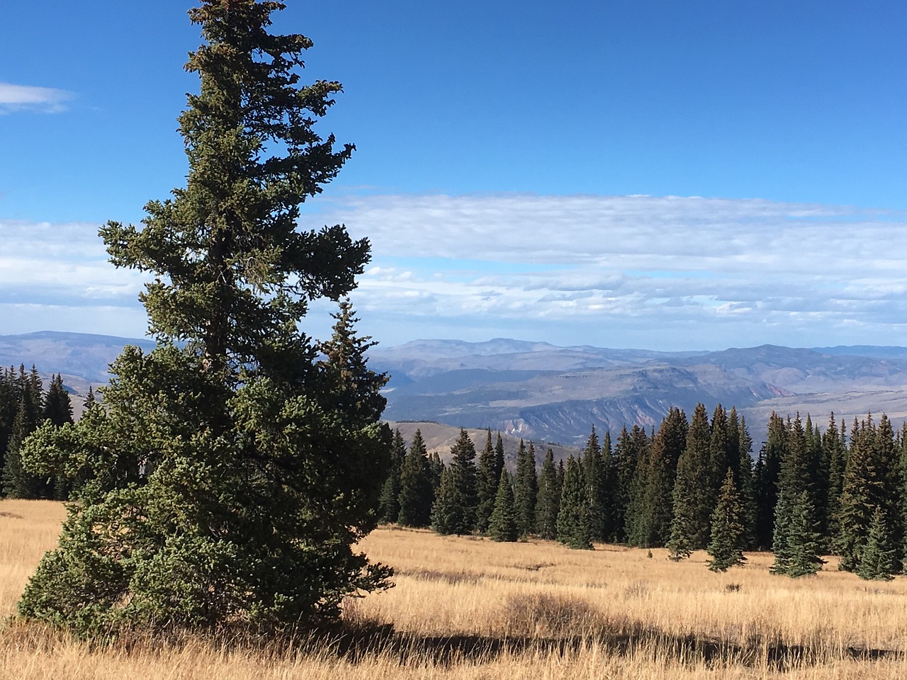 Небес ель. Хвойные деревья Дагестана. 246 Pine Valley ezscnt фото. Pine Tree Kazakhstan. Климатель фото.