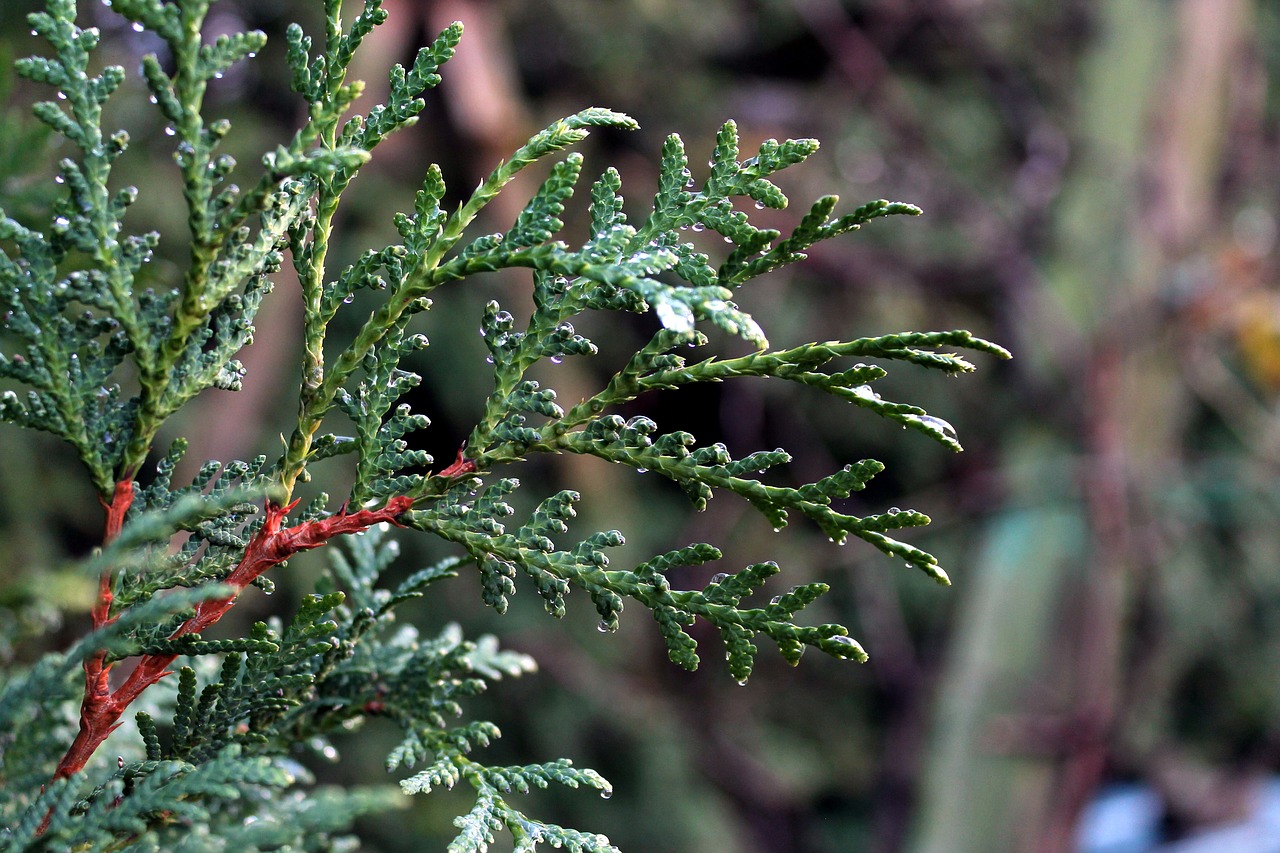 conifer leave green free photo