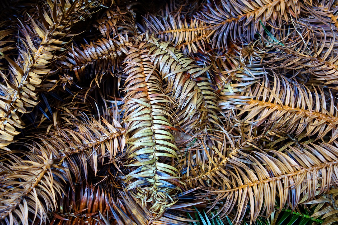 conifer pine branch free photo