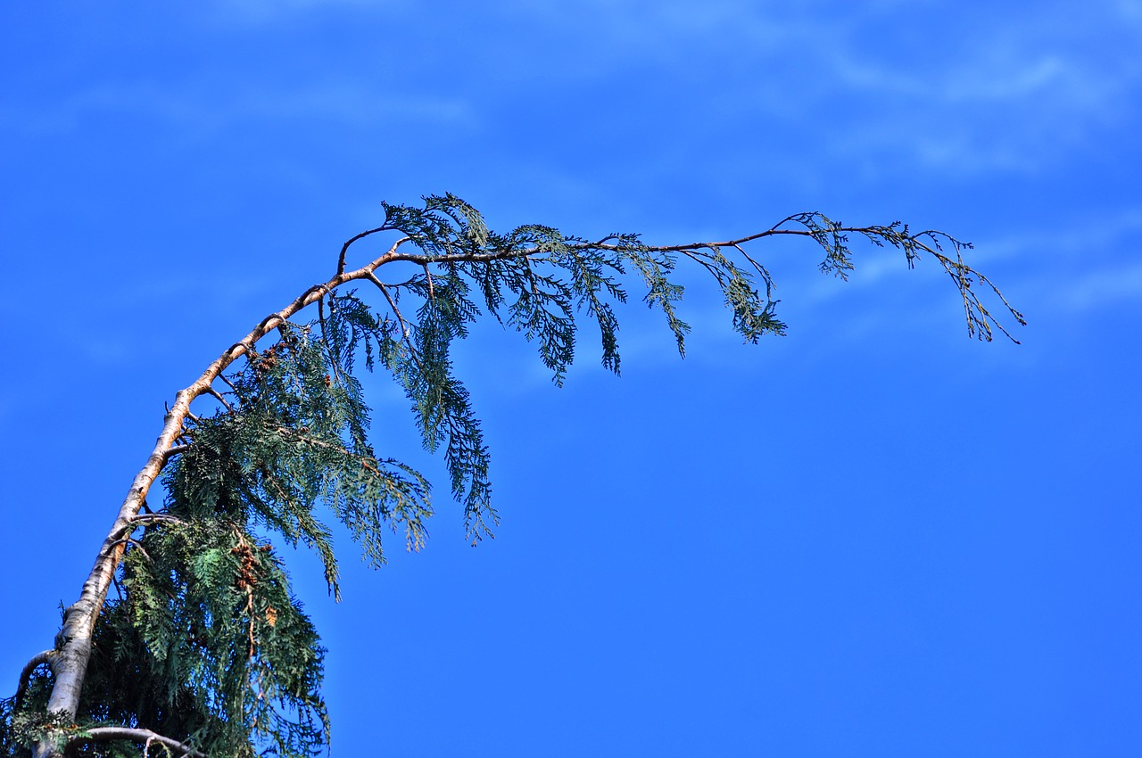 conifer pine tree fir free photo