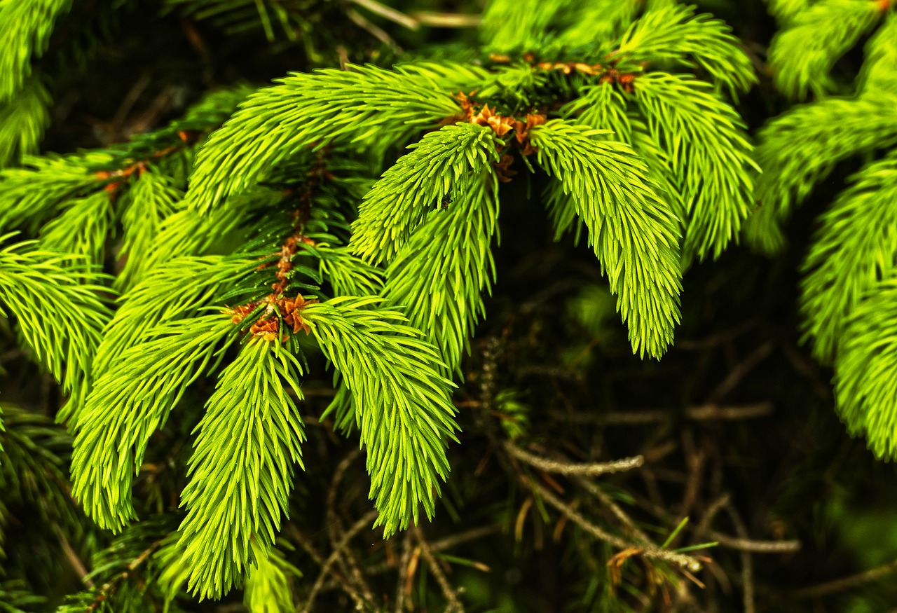 conifer  shoots  wipferl free photo