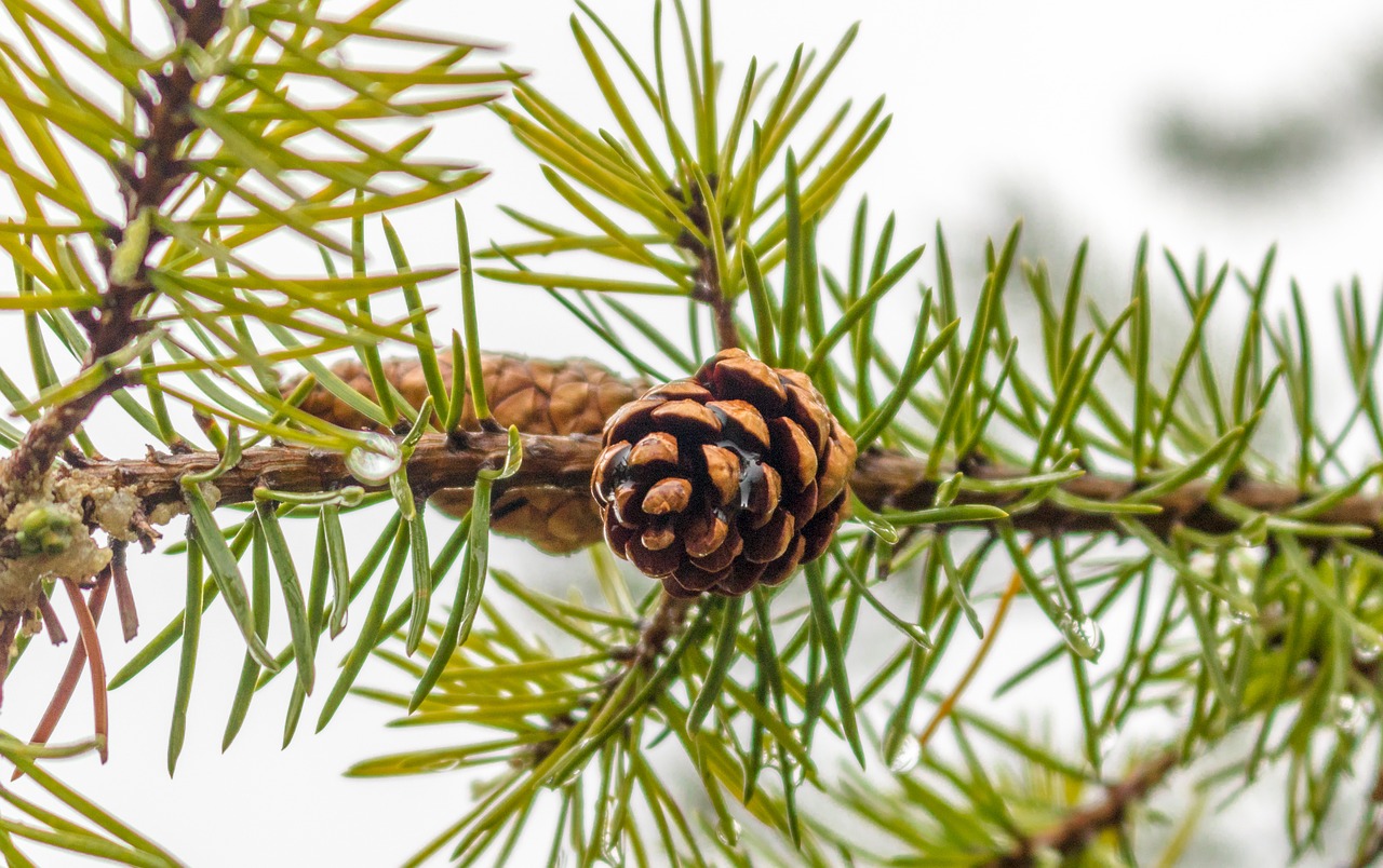 conifer  fir  pine free photo