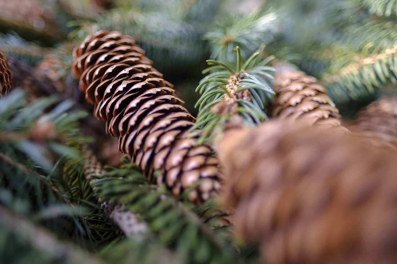 conifer  fir tree  spruce free photo