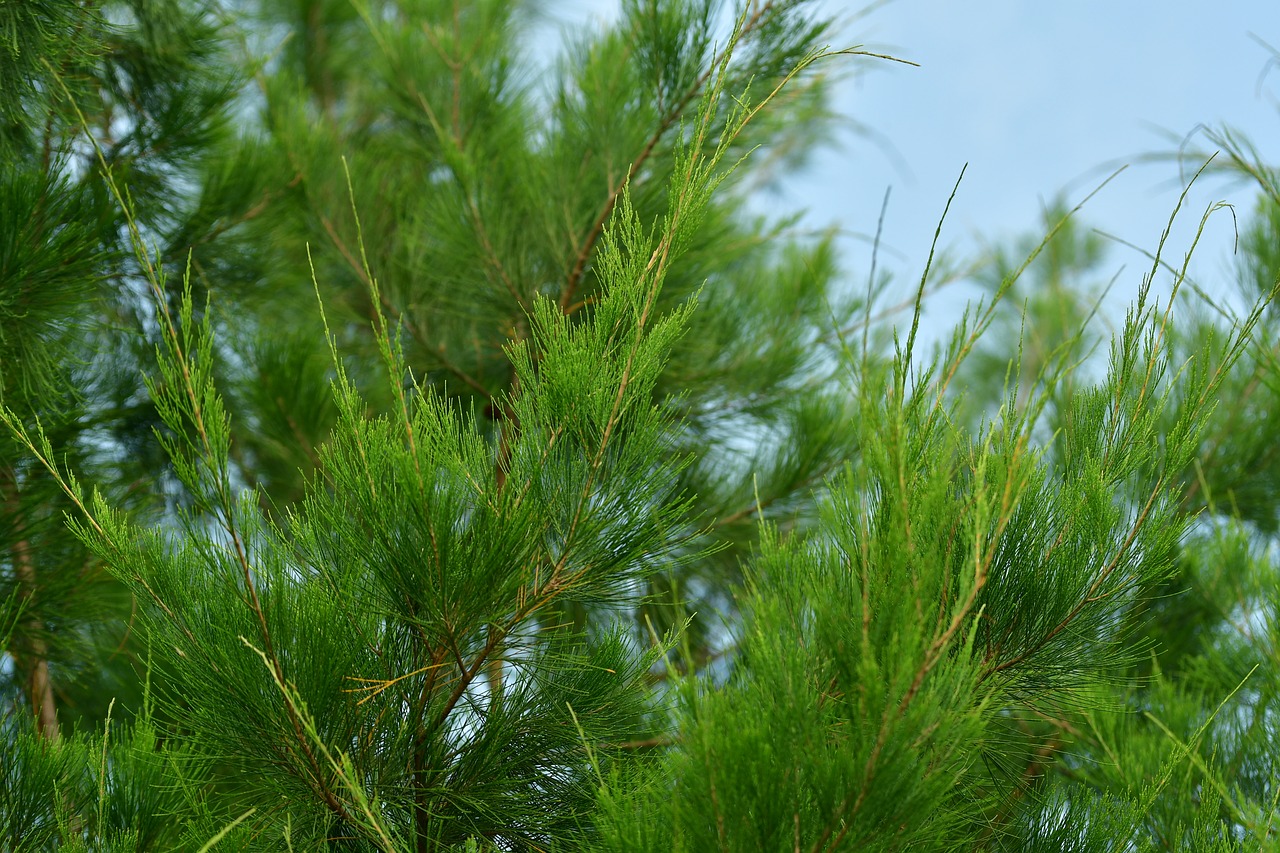 conifer  cypress  pine free photo