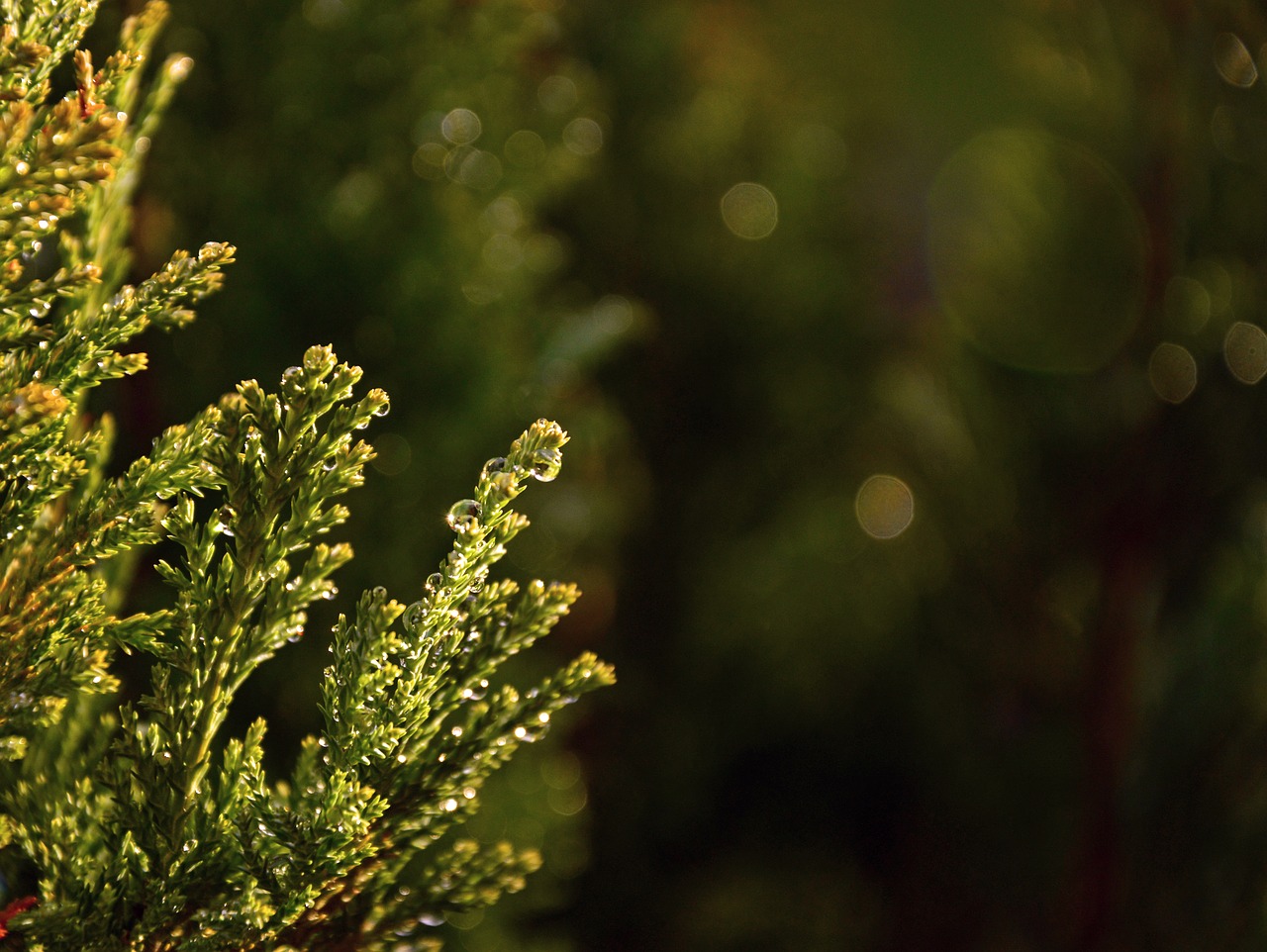 conifer  dewdrop  water free photo