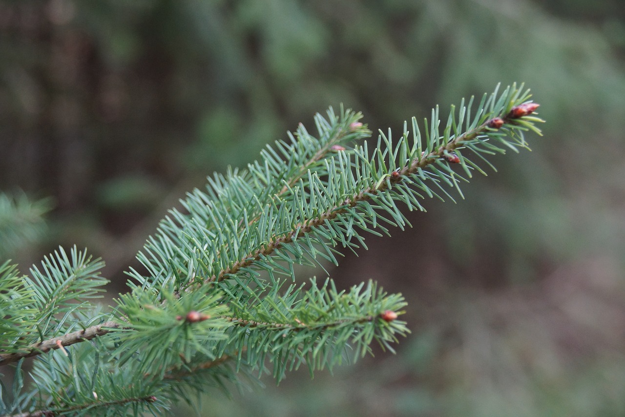 conifer  spruce  tree free photo