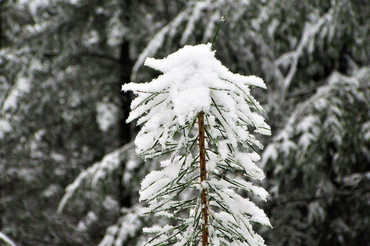 conifer  grow  forest free photo