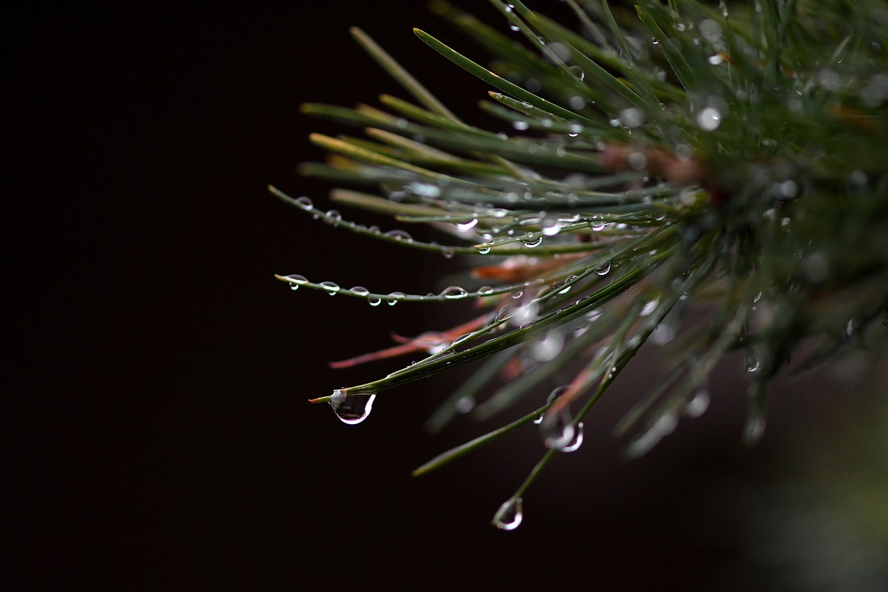 conifer  raindrop  drop of water free photo
