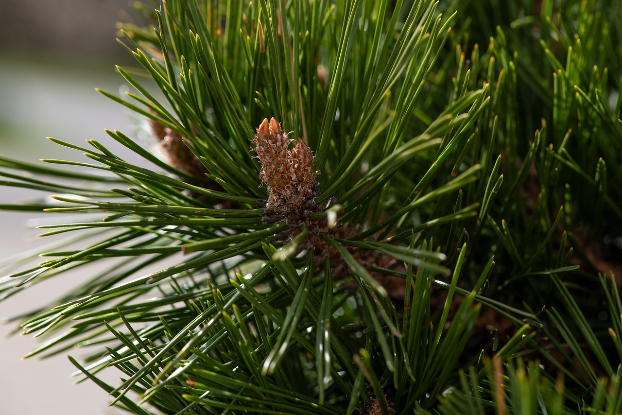 conifer  green  needles free photo