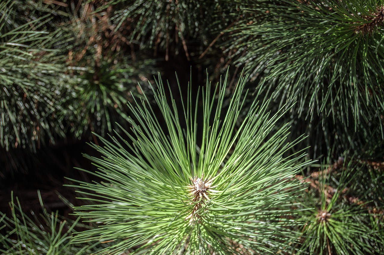 conifer plants foliage free photo