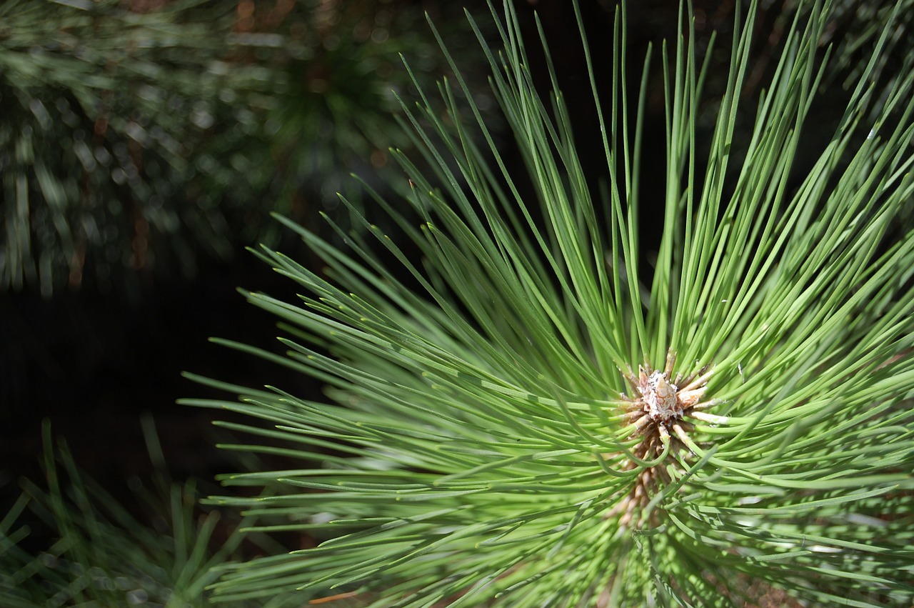 conifer plants foliage free photo