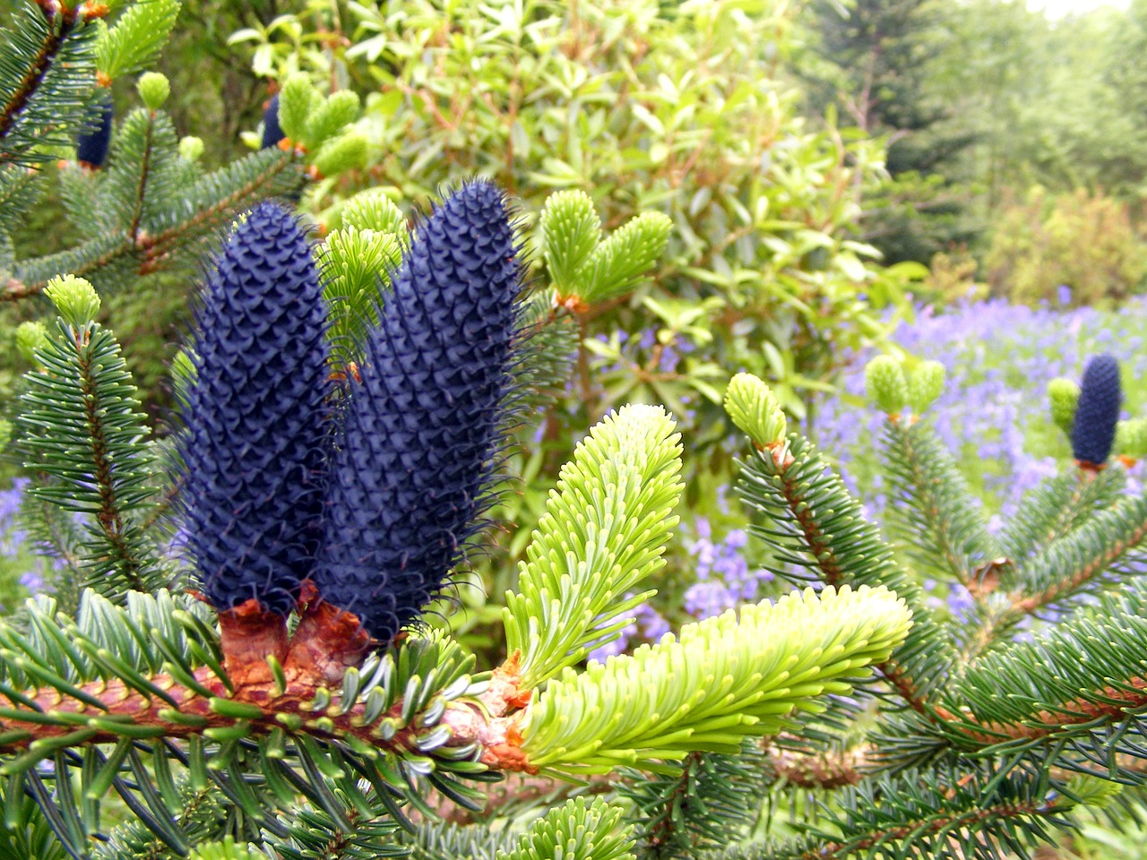 conifer spindles blue free photo
