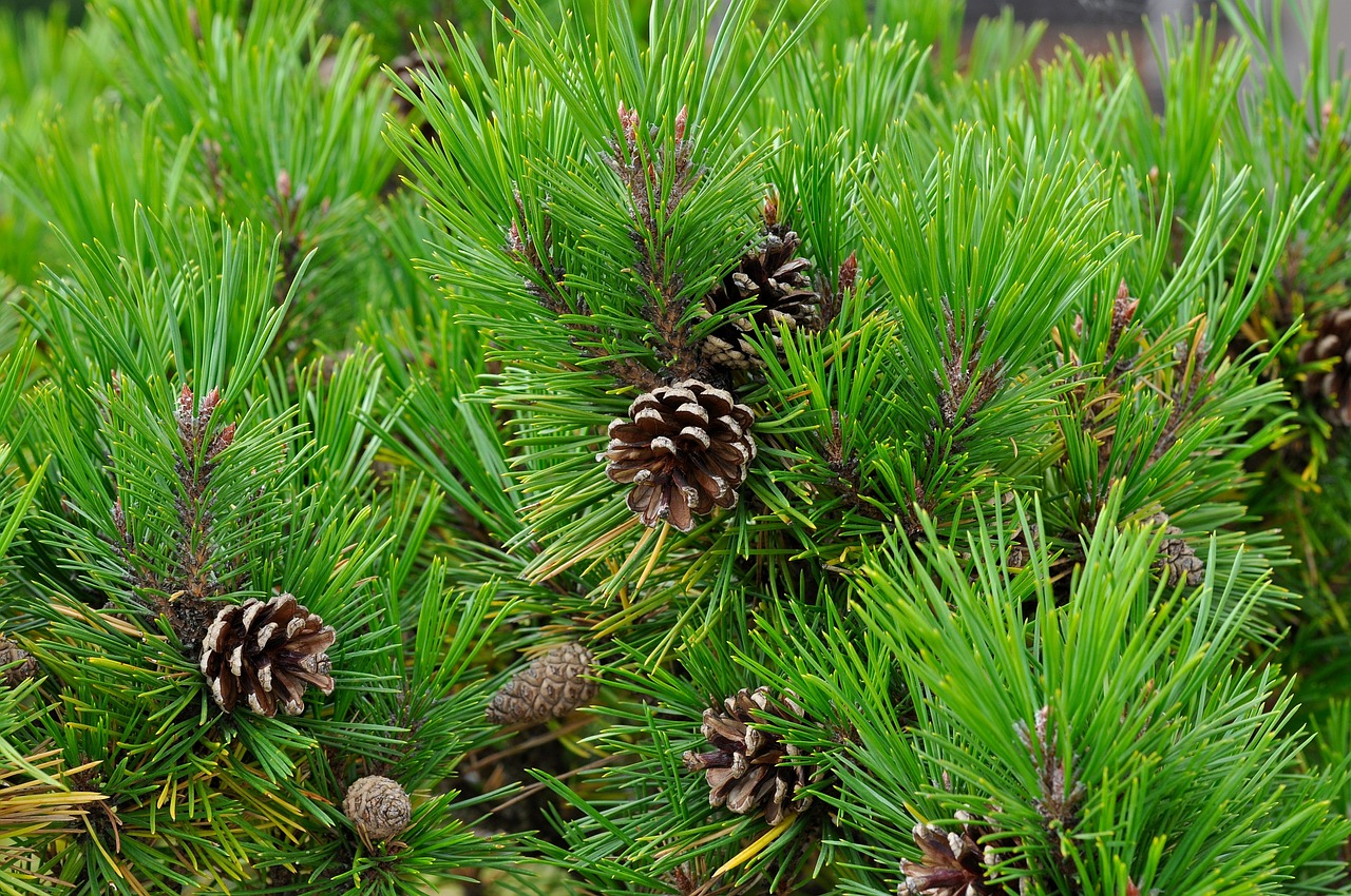 conifer pine pine cones free photo