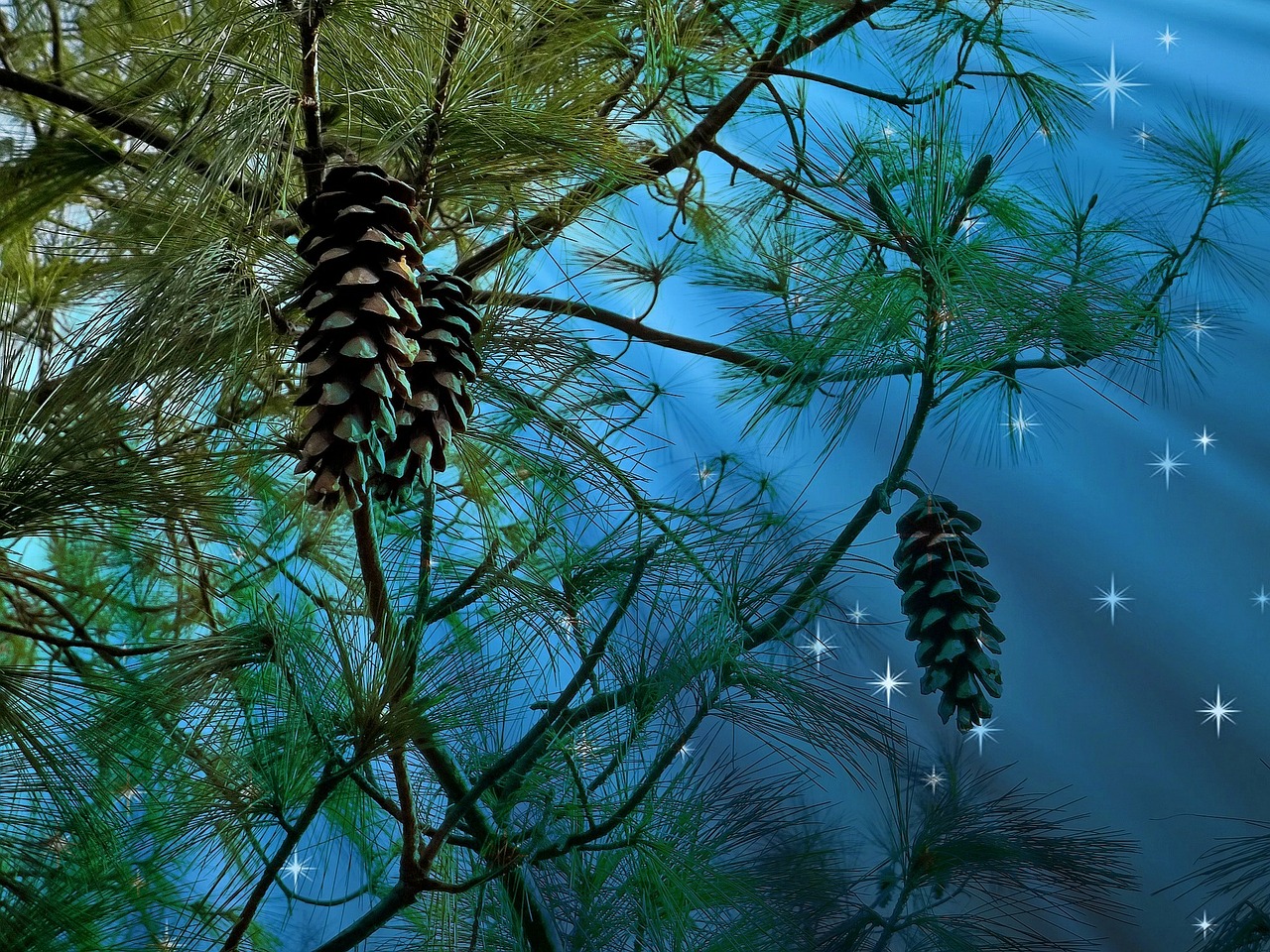 conifer starry sky pine free photo