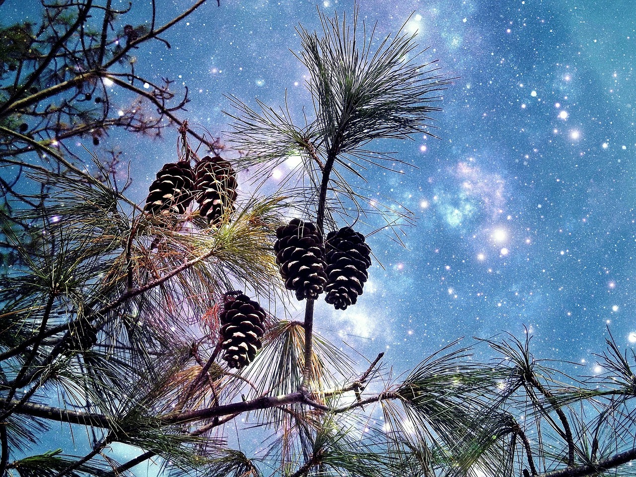 conifer pine starry sky free photo